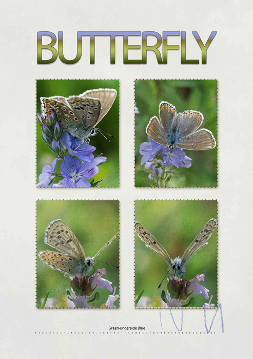 Butterfly