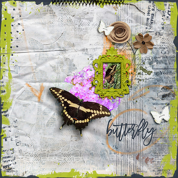 butterfly