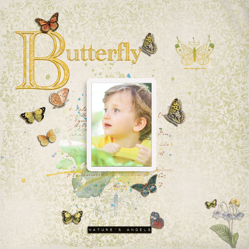 Butterfly