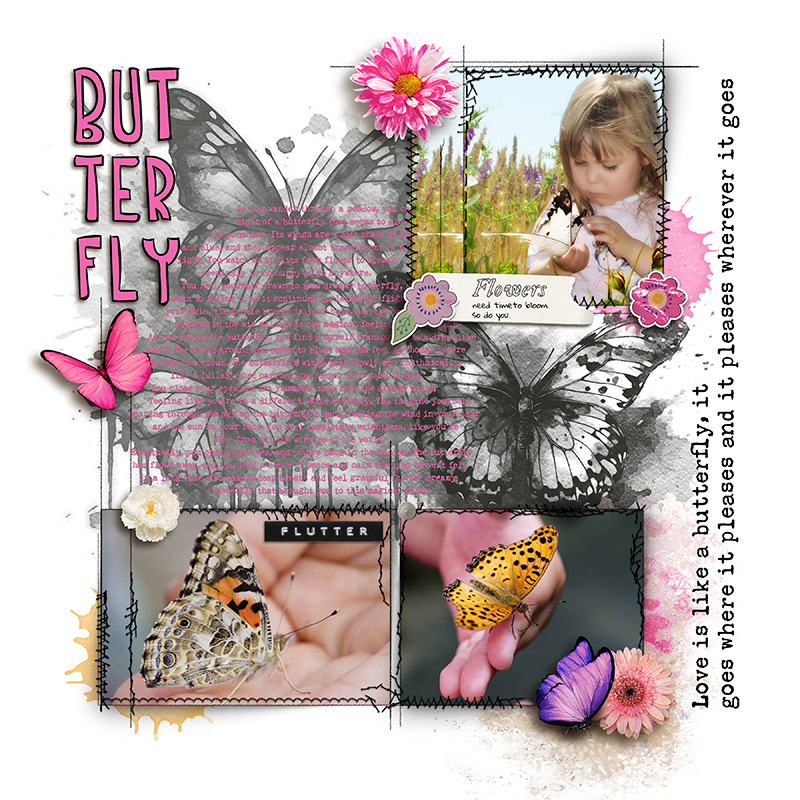 Butterfly
