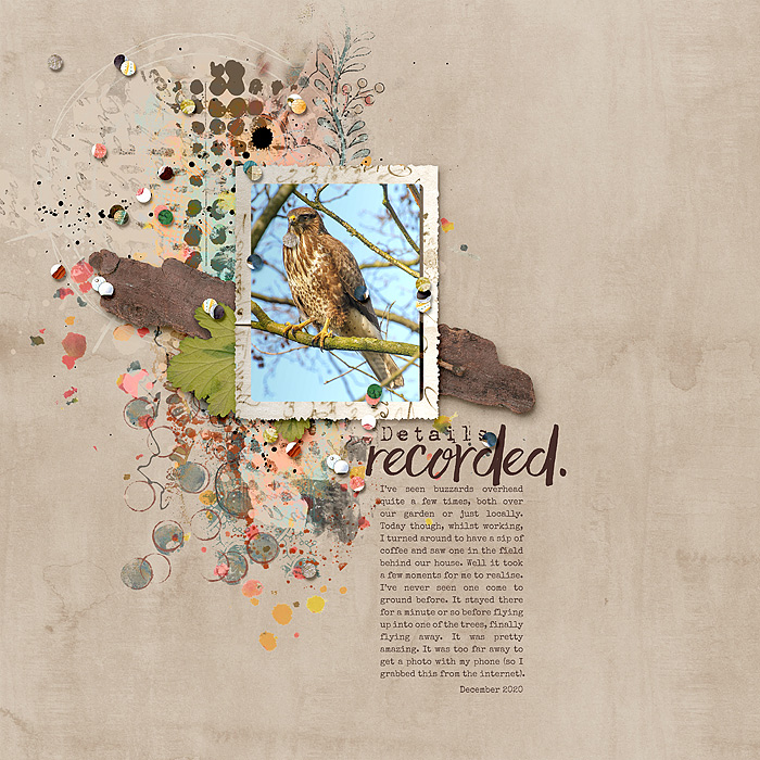 Buzzard