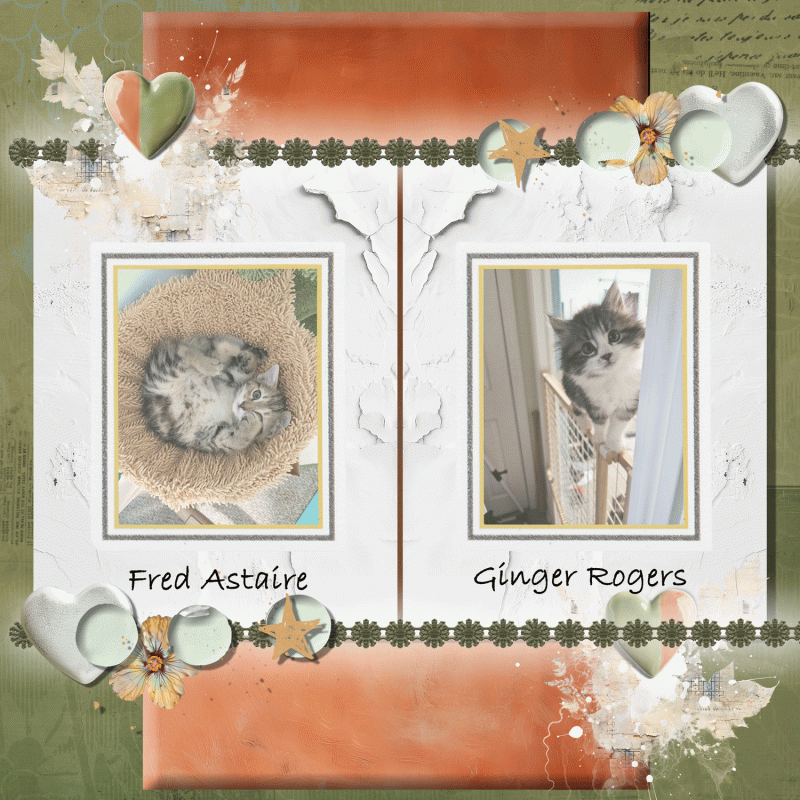BYOC-Kittens-Fred-Astaire-and-Ginger-Rogers