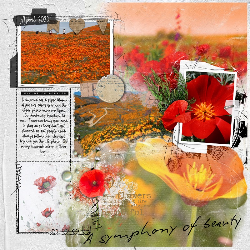 California Poppies