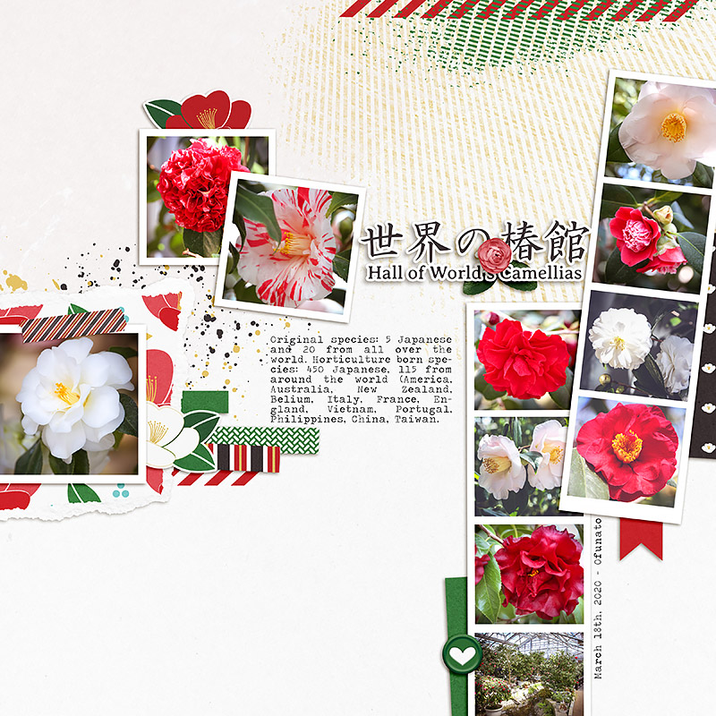 Camellias of the world