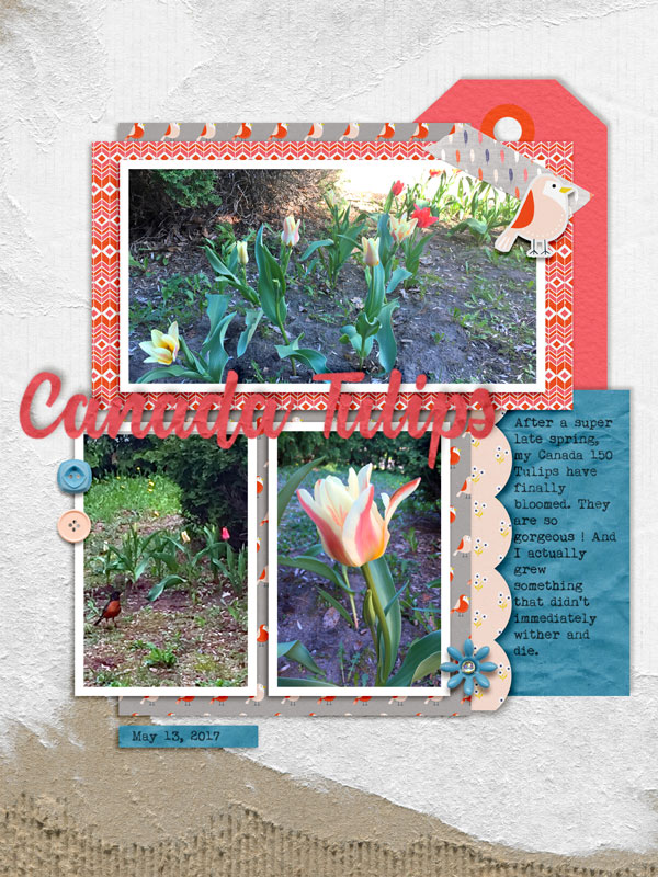 Canada 150 Tulips