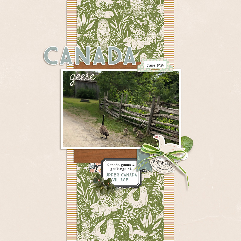 Canada Geese