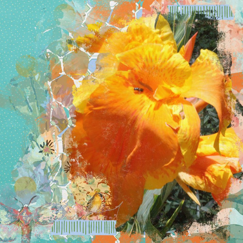Cannas Are Happy Flowers