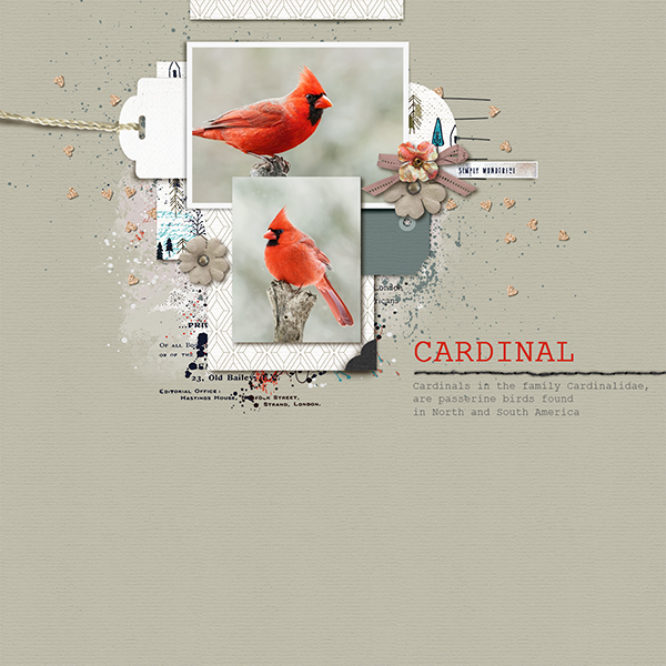 Cardinal