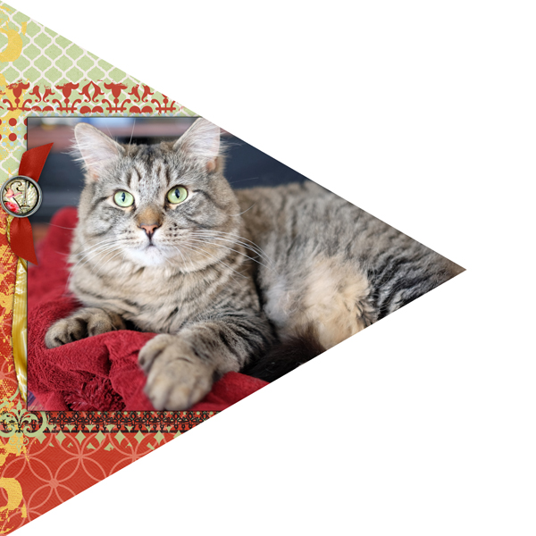 Cat in a triangle MOC6