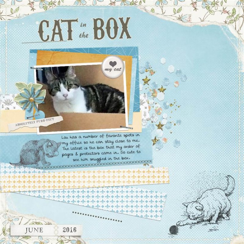 Cat In The Box