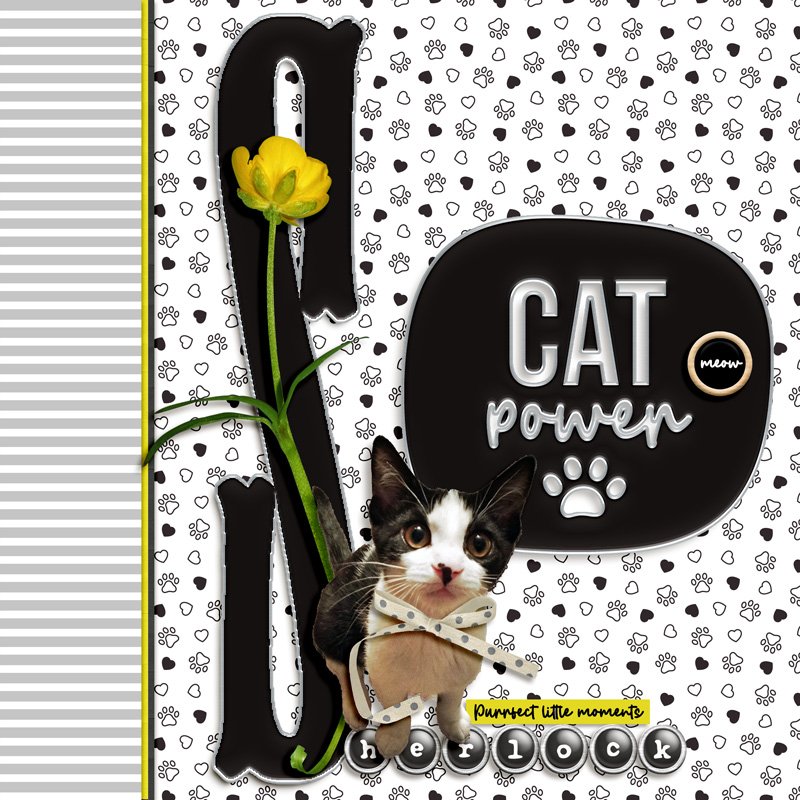 Cat power