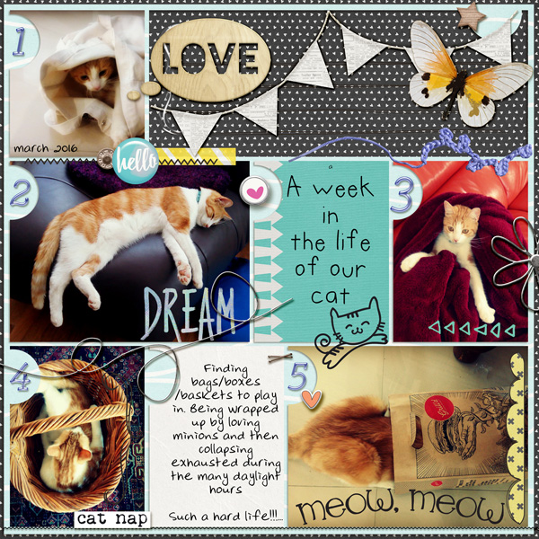 Cat week