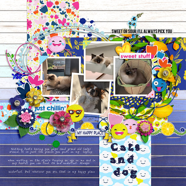Cats and dog