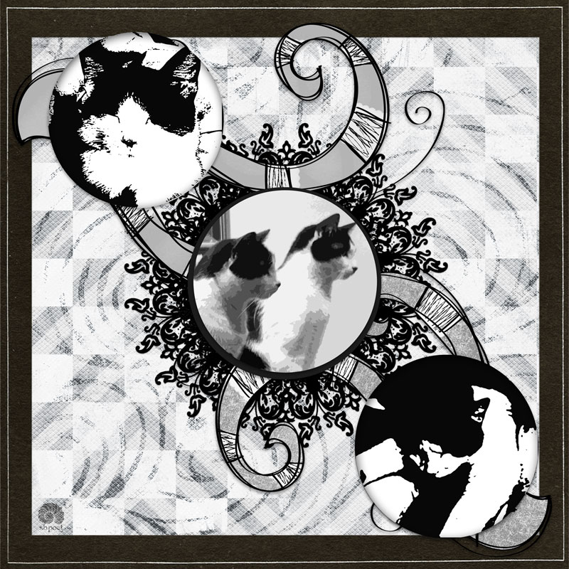 CATS: Belle & Beau