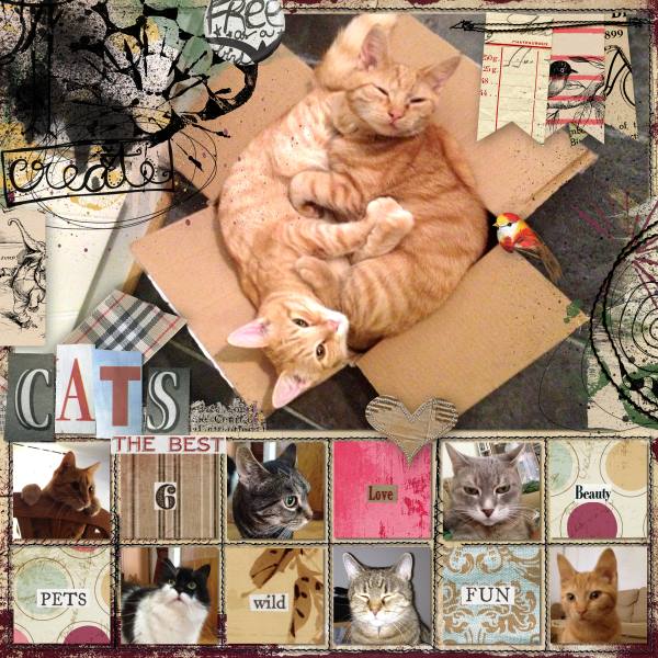 Cats