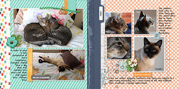 Cats
