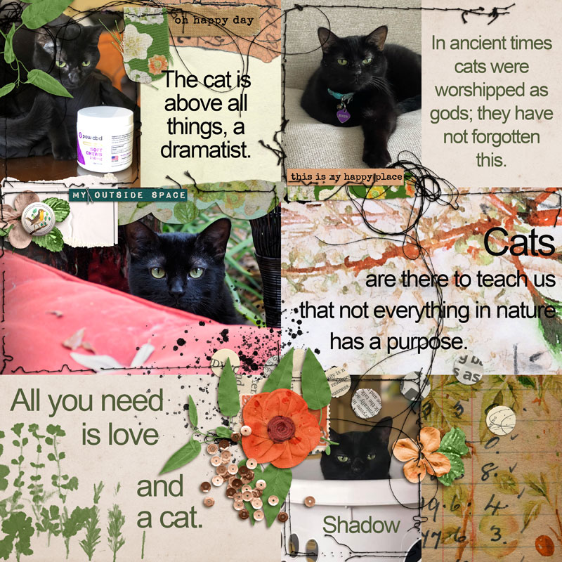 Cats