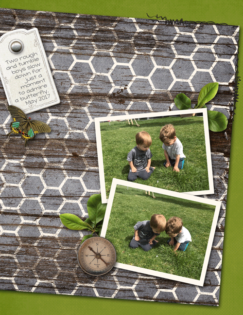 Cayton-butterfly-web