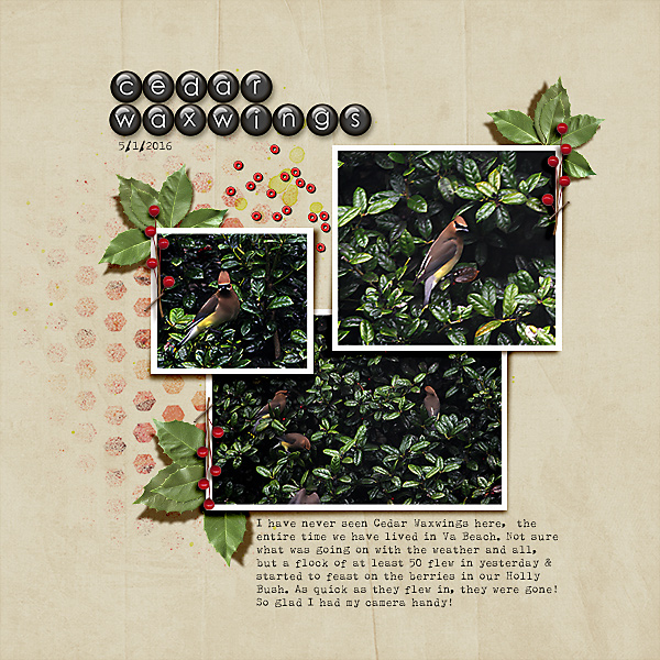 Cedar Waxwings
