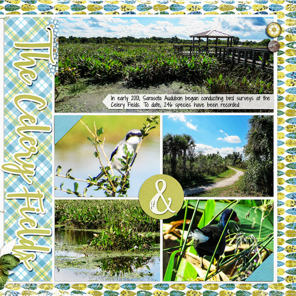Celery Fields_right