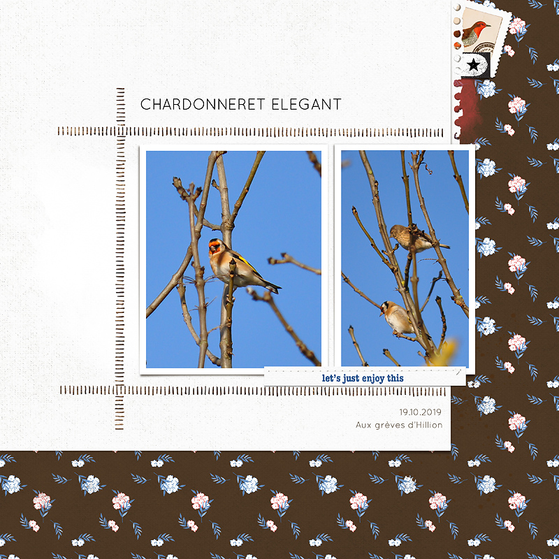Chardonneret W