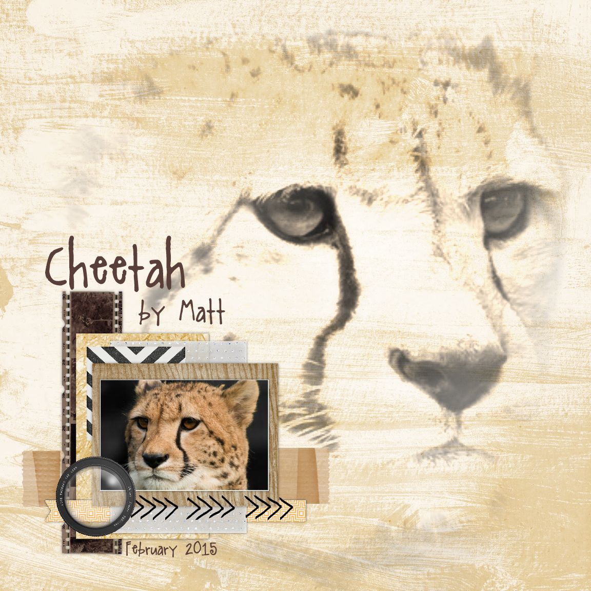 Cheetah