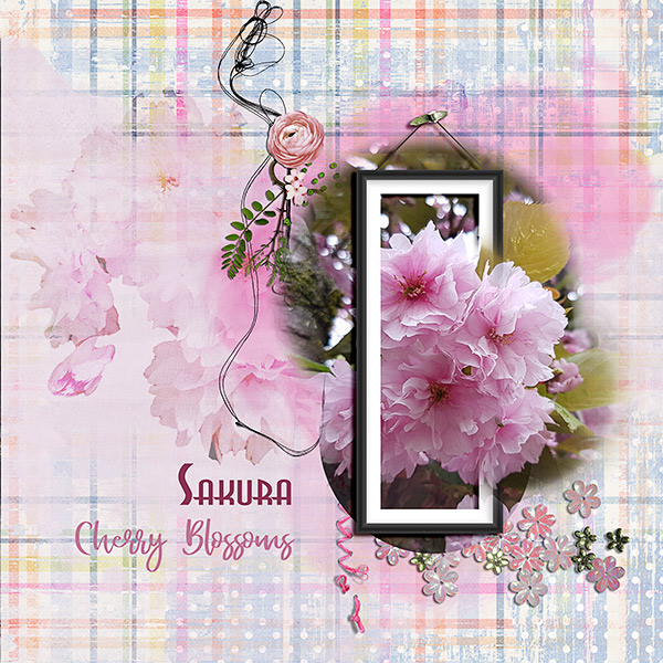 Cherry Blossom