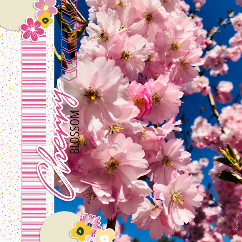 Cherry Blossom