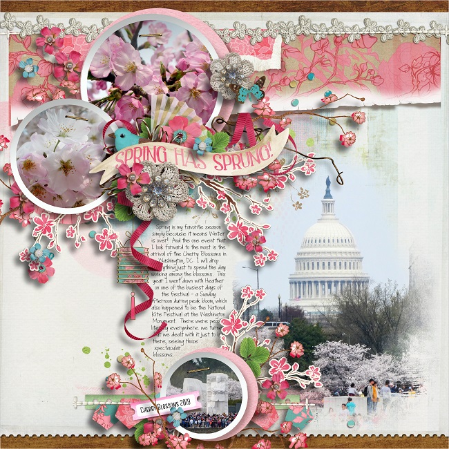Cherry Blossoms 2019