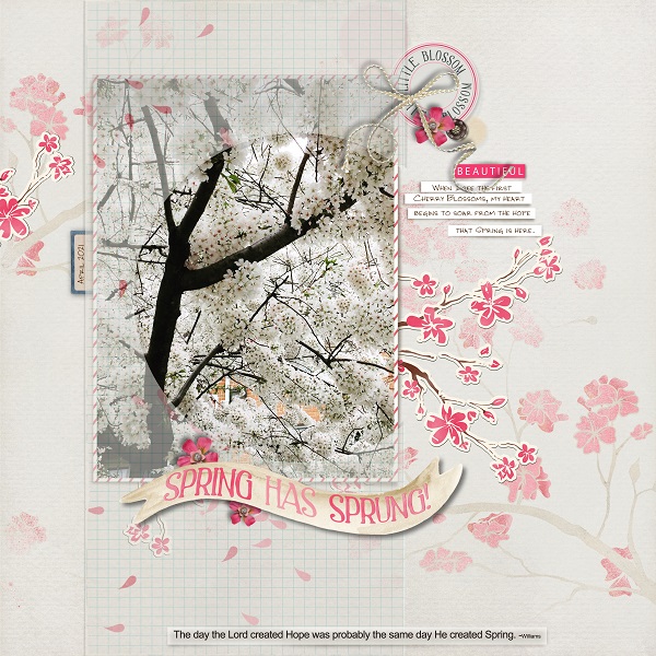 Cherry Blossoms 2021