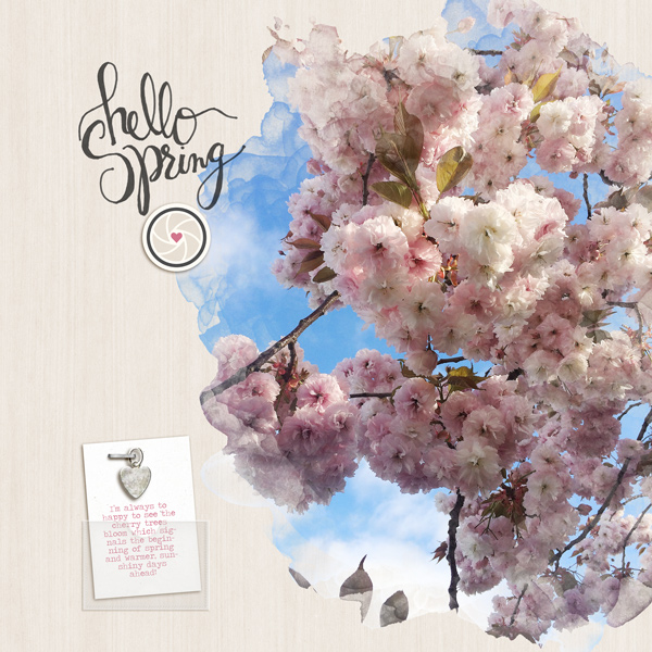 Cherry Blossoms