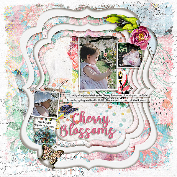 Cherry Blossoms