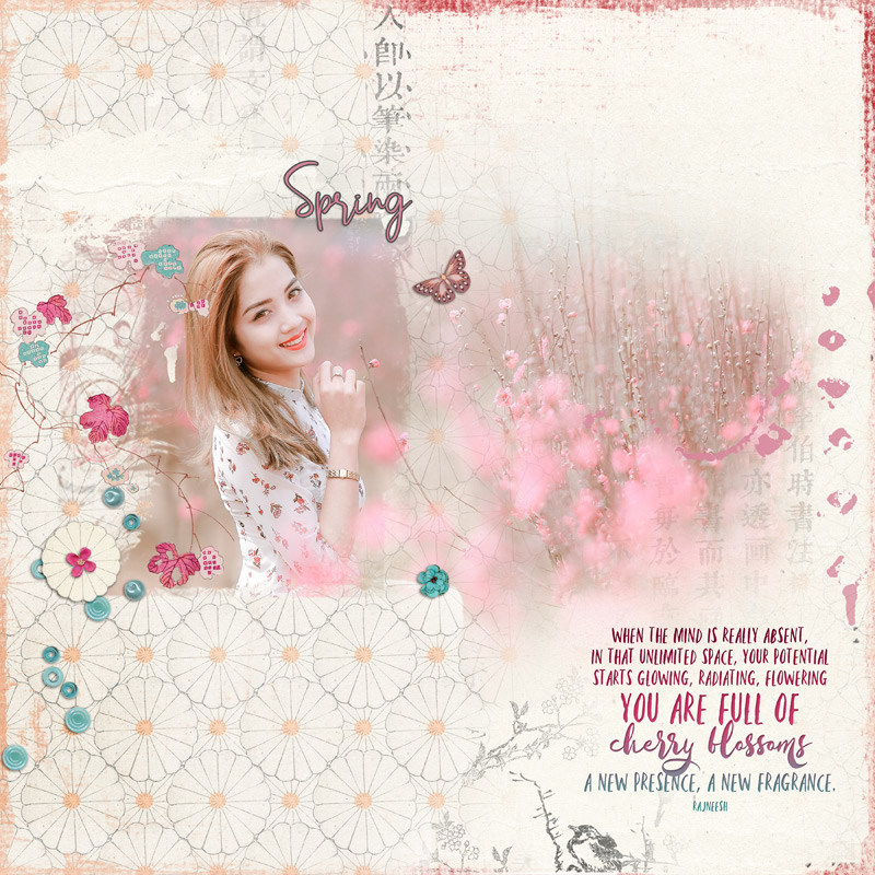 Cherry Blossoms