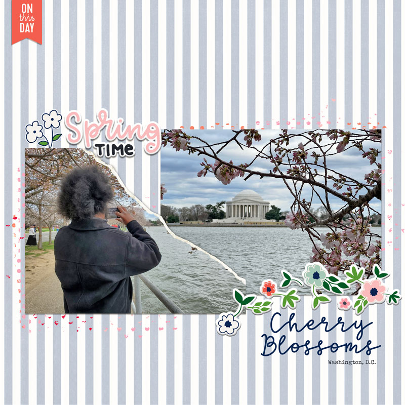 Cherry Blossoms