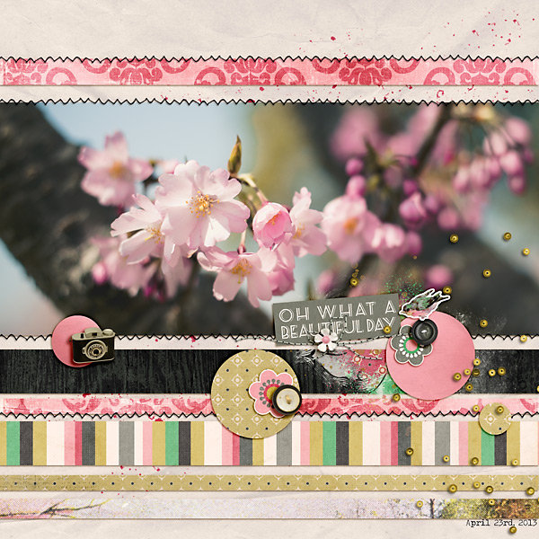 Cherry blossoms