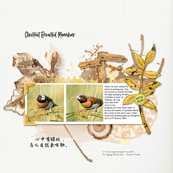 Chestnut Breasted Mannikins