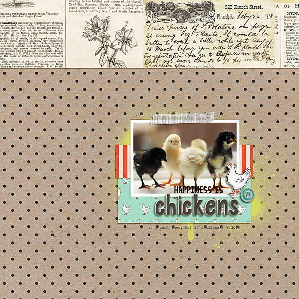 chickens