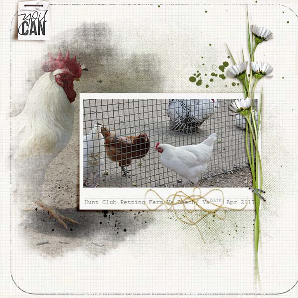 Chickens