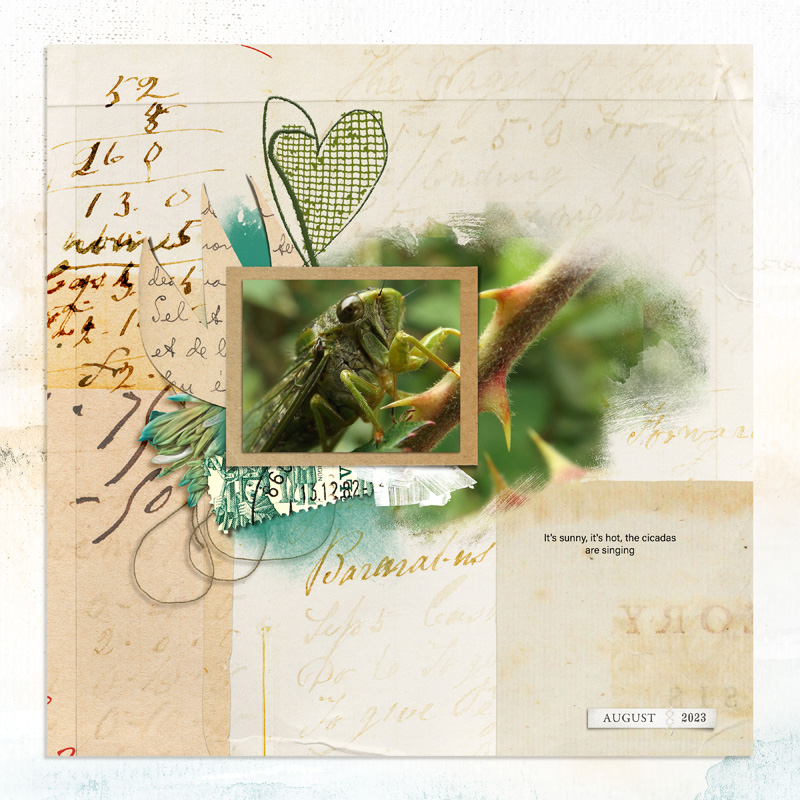 Cicada