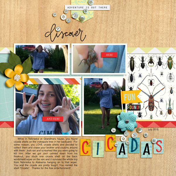 cicadas