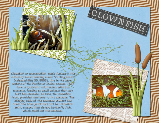 Clownfish
