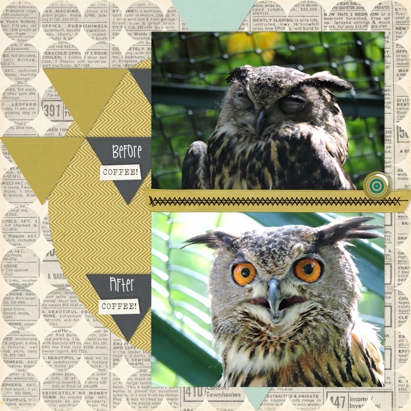 coffee owl