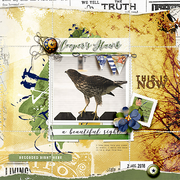 Coopers Hawk
