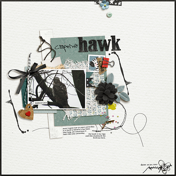 Cooper's Hawk