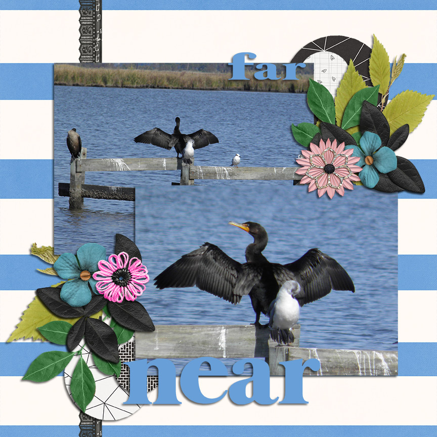 Cormorant