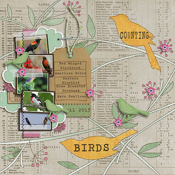 counting birds