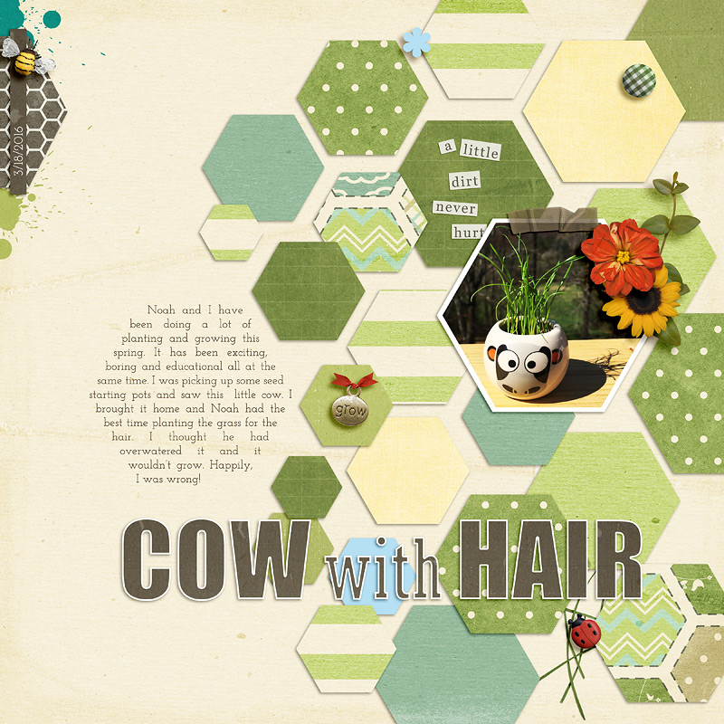 Cow with Hair