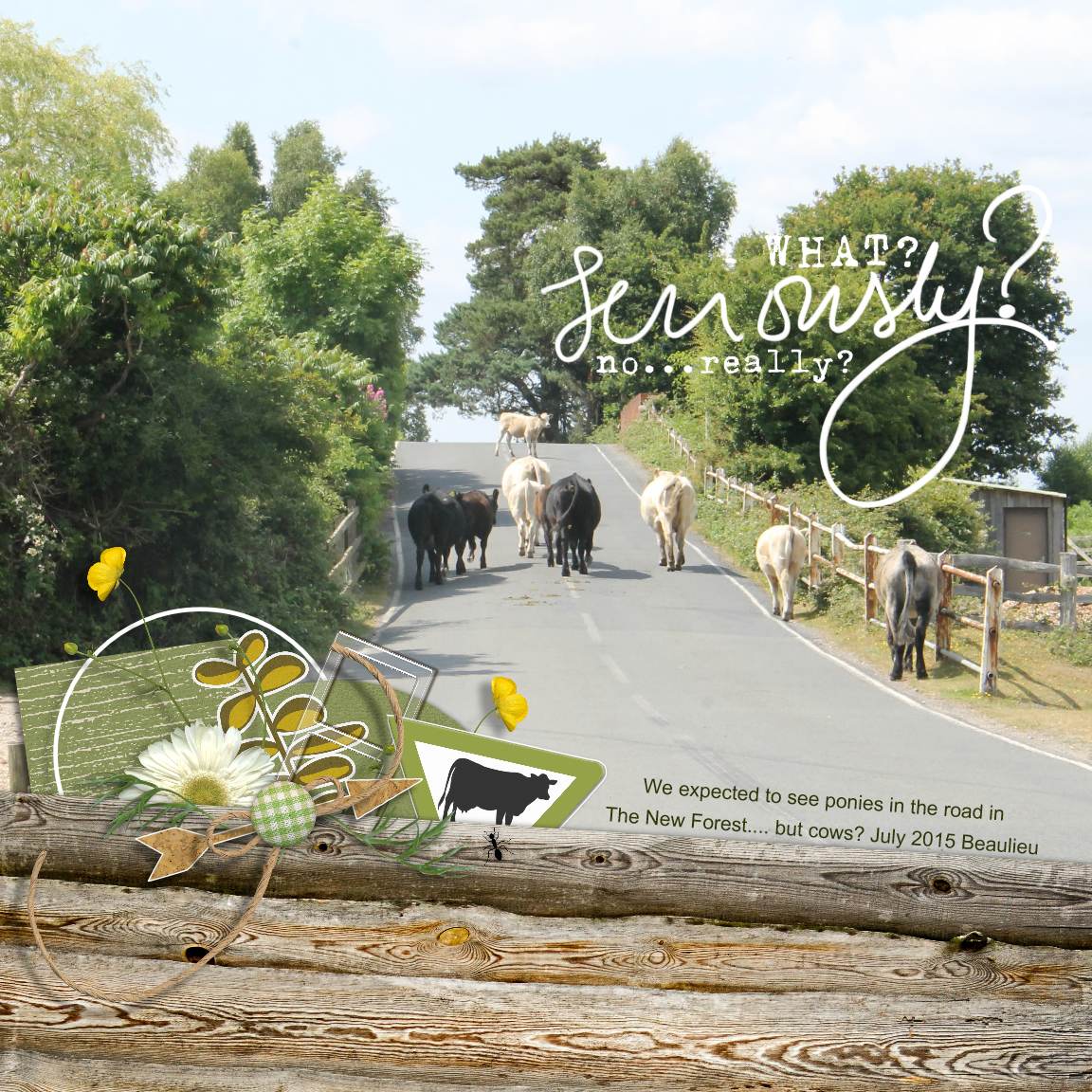 Cows In The Road!