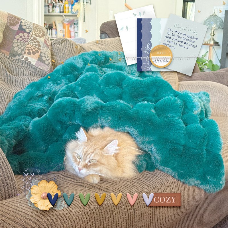 Cozy.jpg