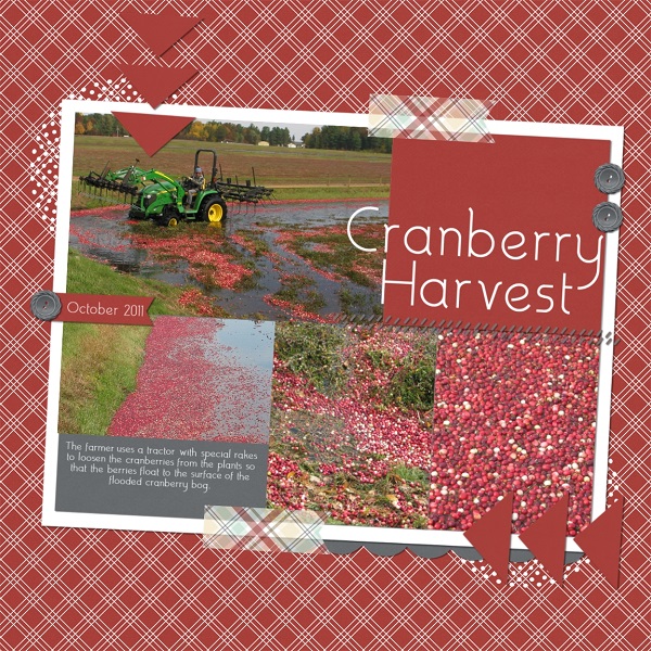 Cranberry Harvest MOC 6 Day 16